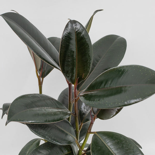 OZZY - BURGUNDY RUBBER TREE - FICUS ELASTICA