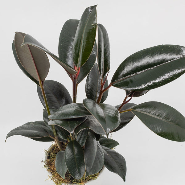 OZZY - BURGUNDY RUBBER TREE - FICUS ELASTICA