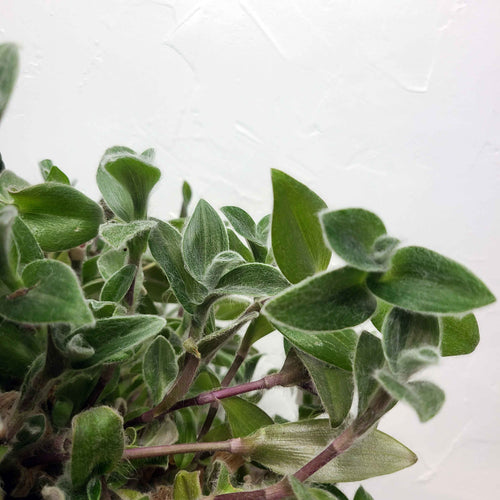 kitten ear succulent LUCY