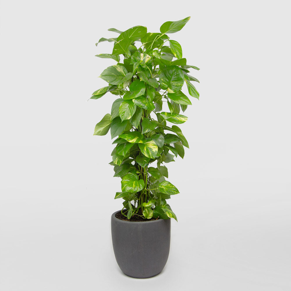 FELIX - GOLDEN POTHOS (Epipremnum aureum)