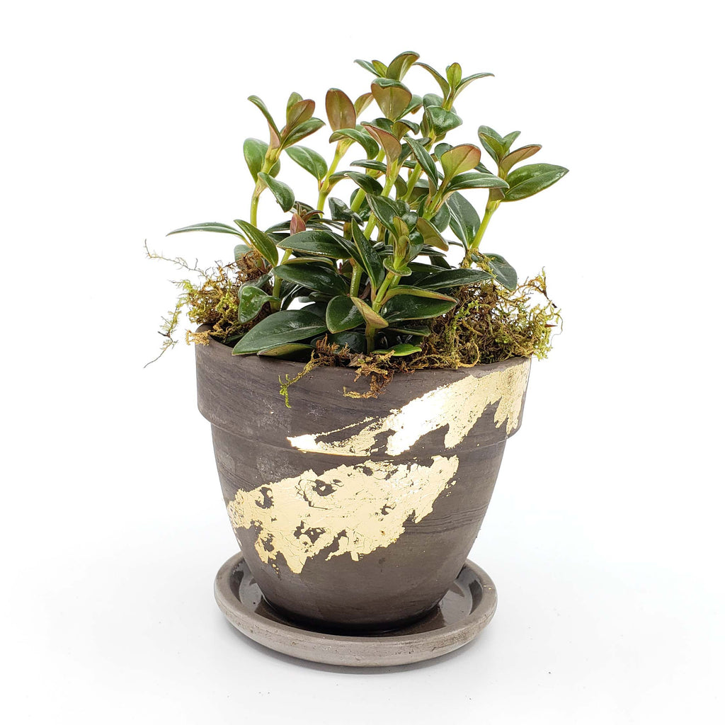 QUARTERLY STORK - ADD A PLANT EVERY QUARTER