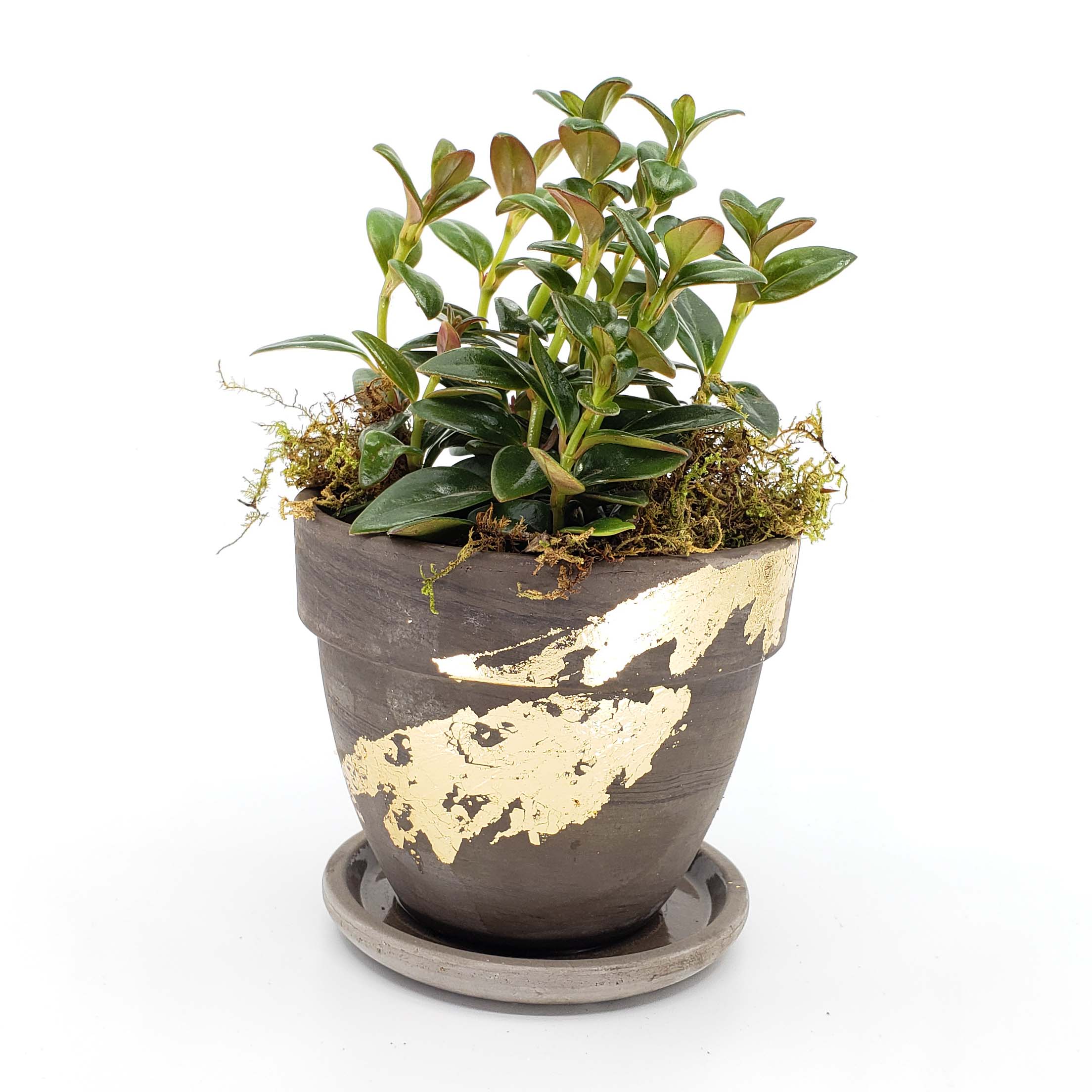 QUARTERLY STORK - ADD A PLANT EVERY QUARTER