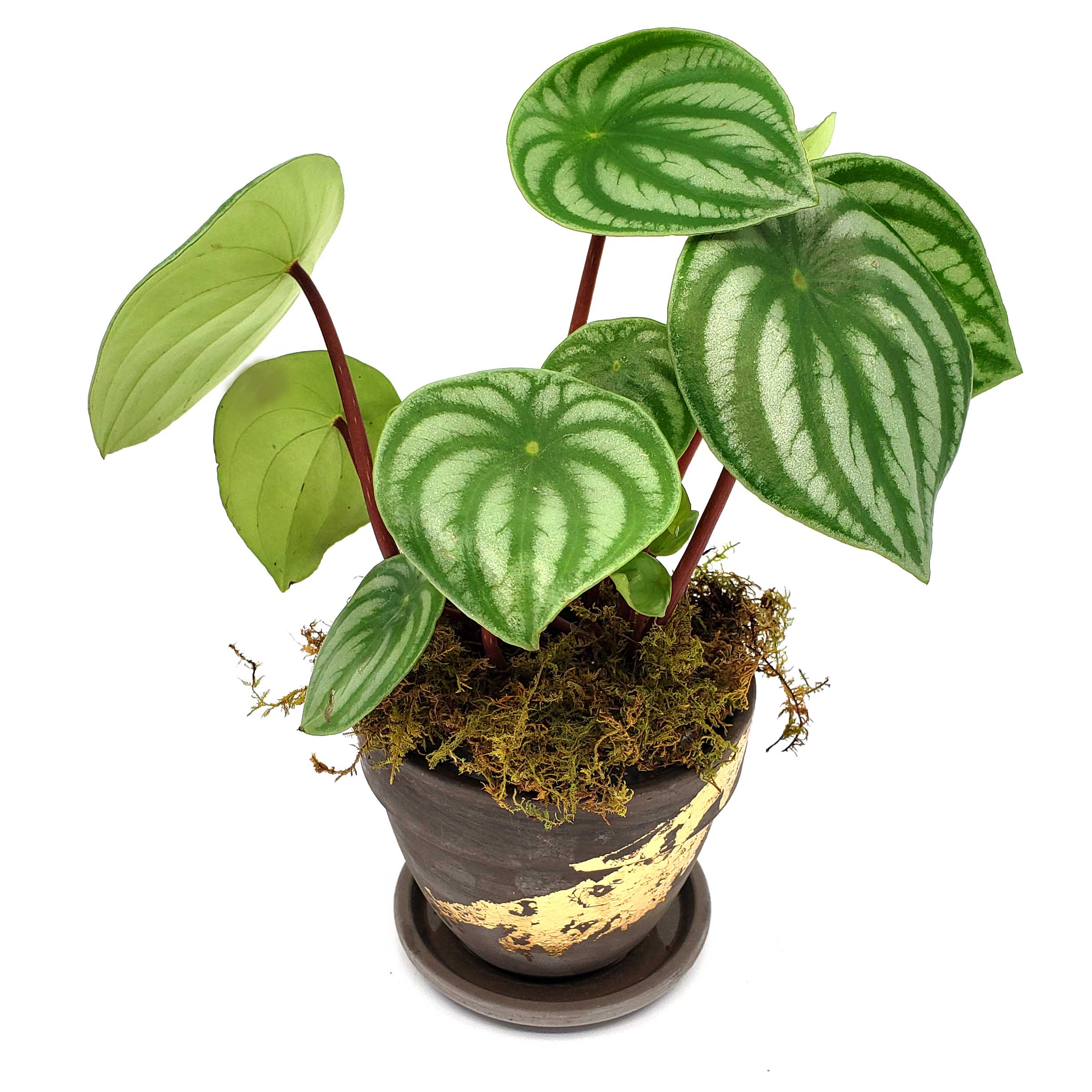 QUARTERLY STORK - ADD A PLANT EVERY QUARTER