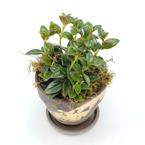 Nematanthus Black Goldfish Plant