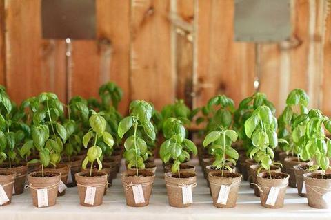 HERB WEDDING FAVOR