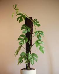  MONSTERA MINIMA - RHAPIDOPHORA TETRASPERMA denver plant delivery 
