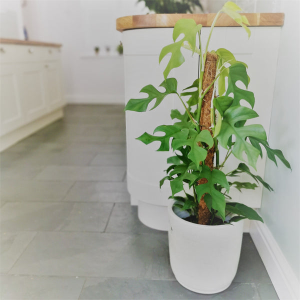  MONSTERA MINIMA - RHAPIDOPHORA TETRASPERMA denver plant delivery 