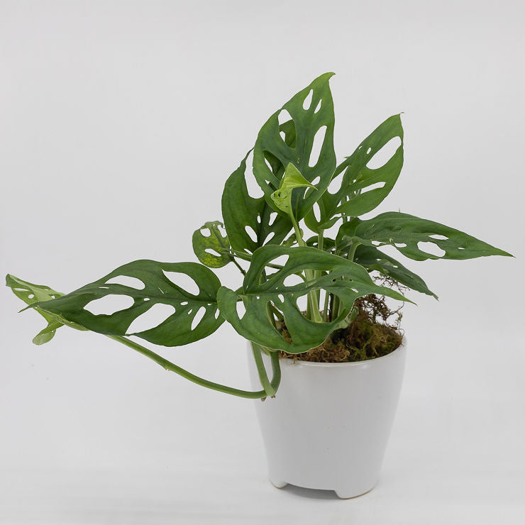 monstera adansonii vs philodendron swiss cheese LEVI - MONSTERA ADANSONII