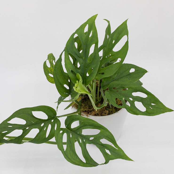 swiss cheese plant for sale near me LEVI - MONSTERA ADANSONII