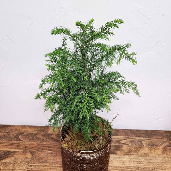 CHARLIE - THE NORFOLK ISLAND PINE - CHARLIE BROWN'S CHRISTMAS TREE! <3