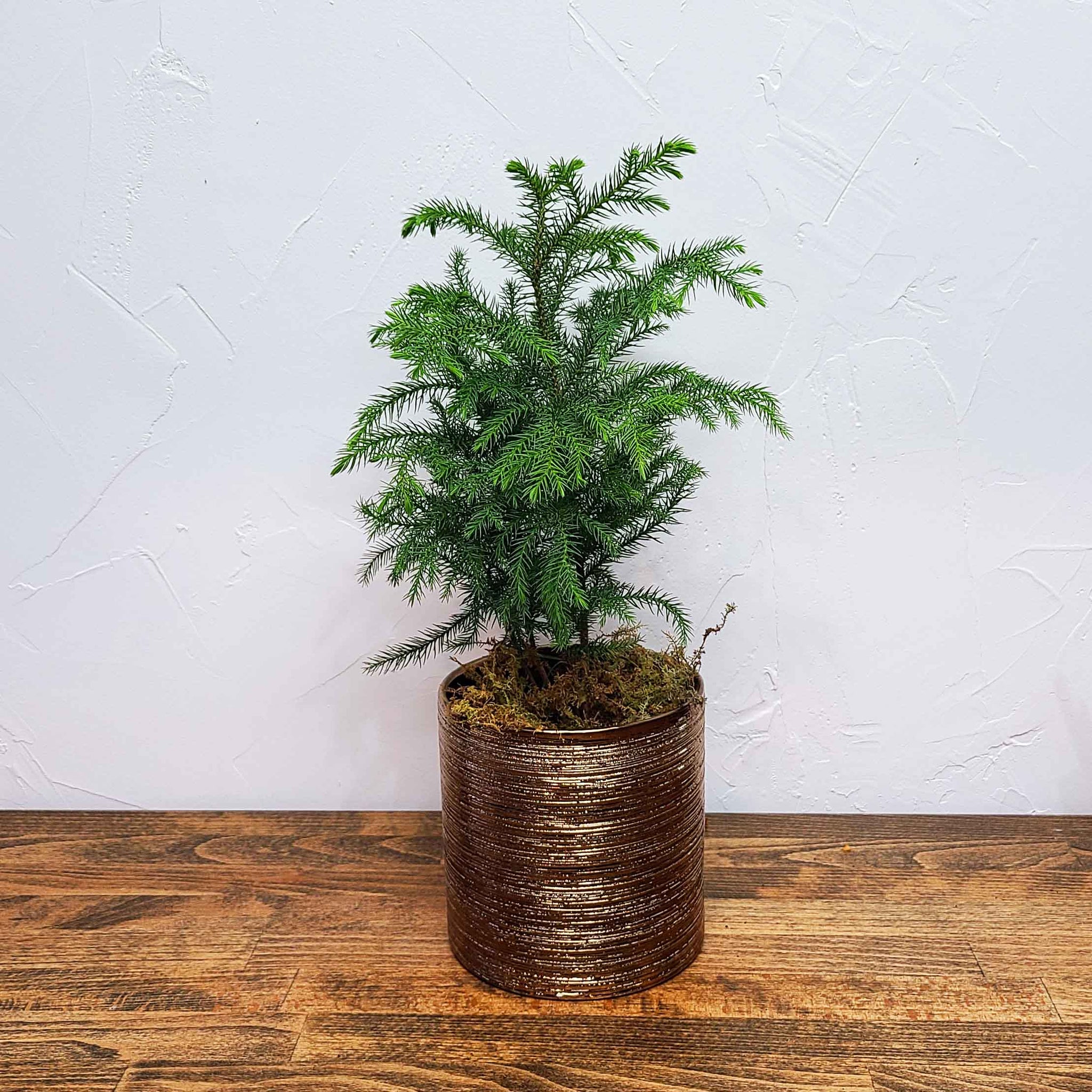 CHARLIE - THE NORFOLK ISLAND PINE - CHARLIE BROWN'S CHRISTMAS TREE! <3