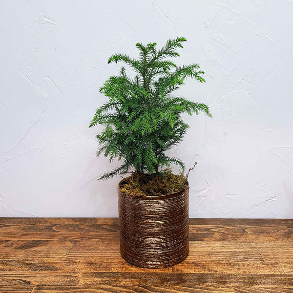 CHARLIE - THE NORFOLK ISLAND PINE - CHARLIE BROWN'S CHRISTMAS TREE! <3