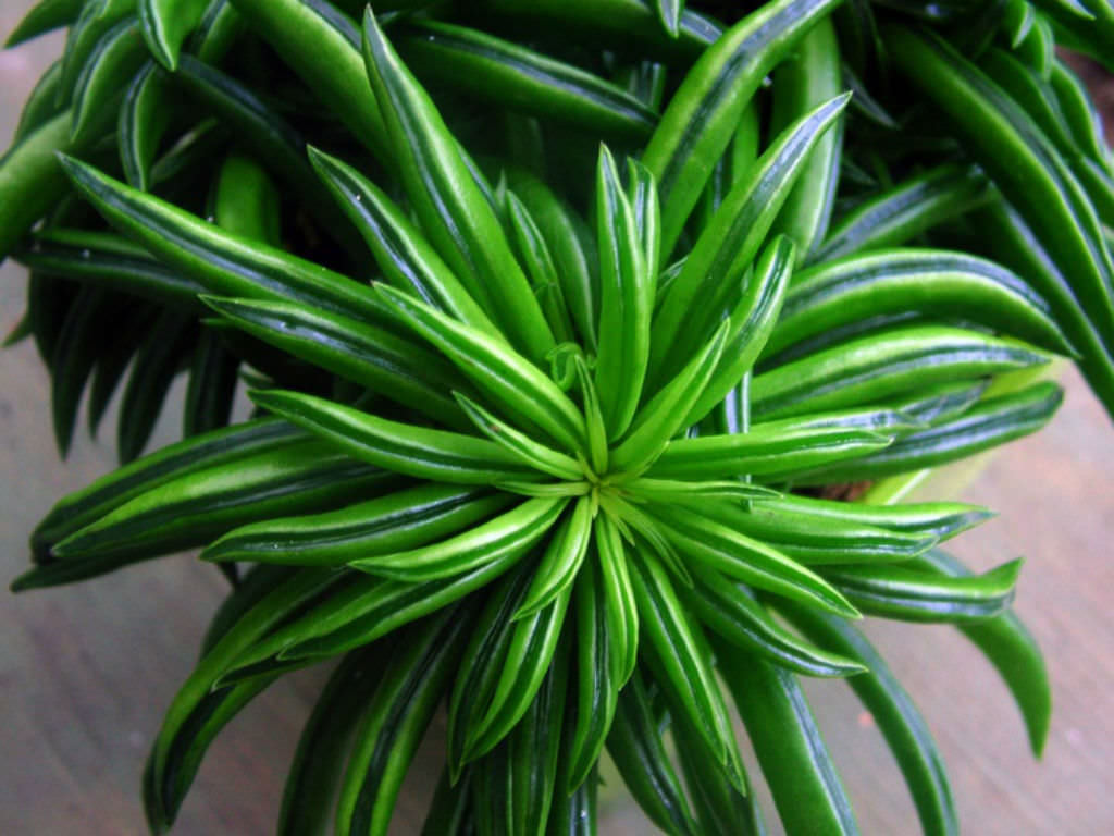 peperomia happy bean succulent BEAN