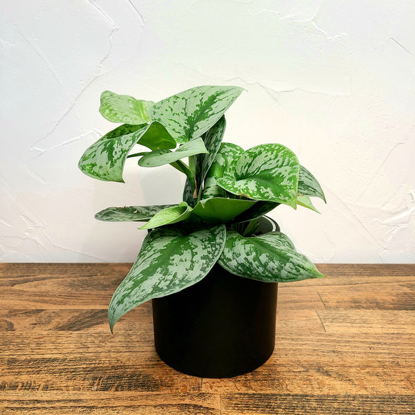 Scindapsus pictus Exotica, silver satin pothos