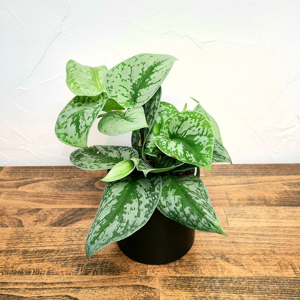 Scindapsus pictus Exotica, silver satin pothos