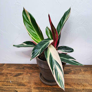 CLAUDE - TRIOSTAR STROMANTHE (CALATHEA FAMILY)