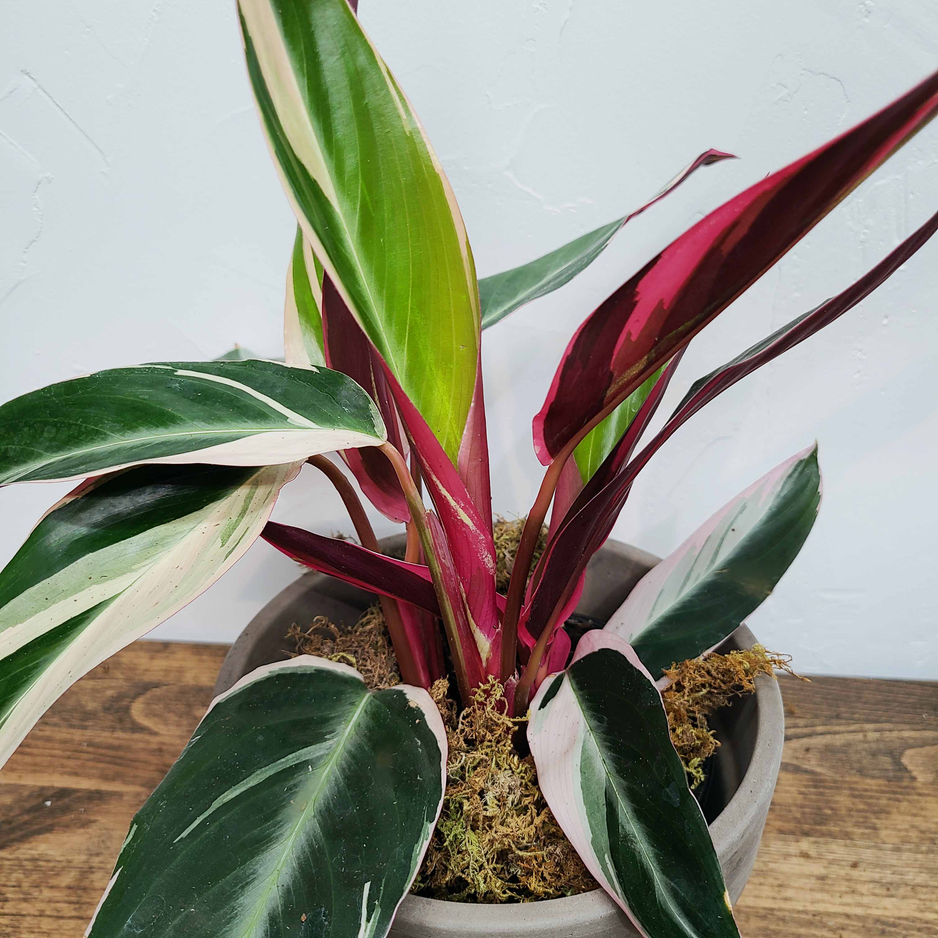 CLAUDE - TRIOSTAR STROMANTHE (CALATHEA FAMILY)