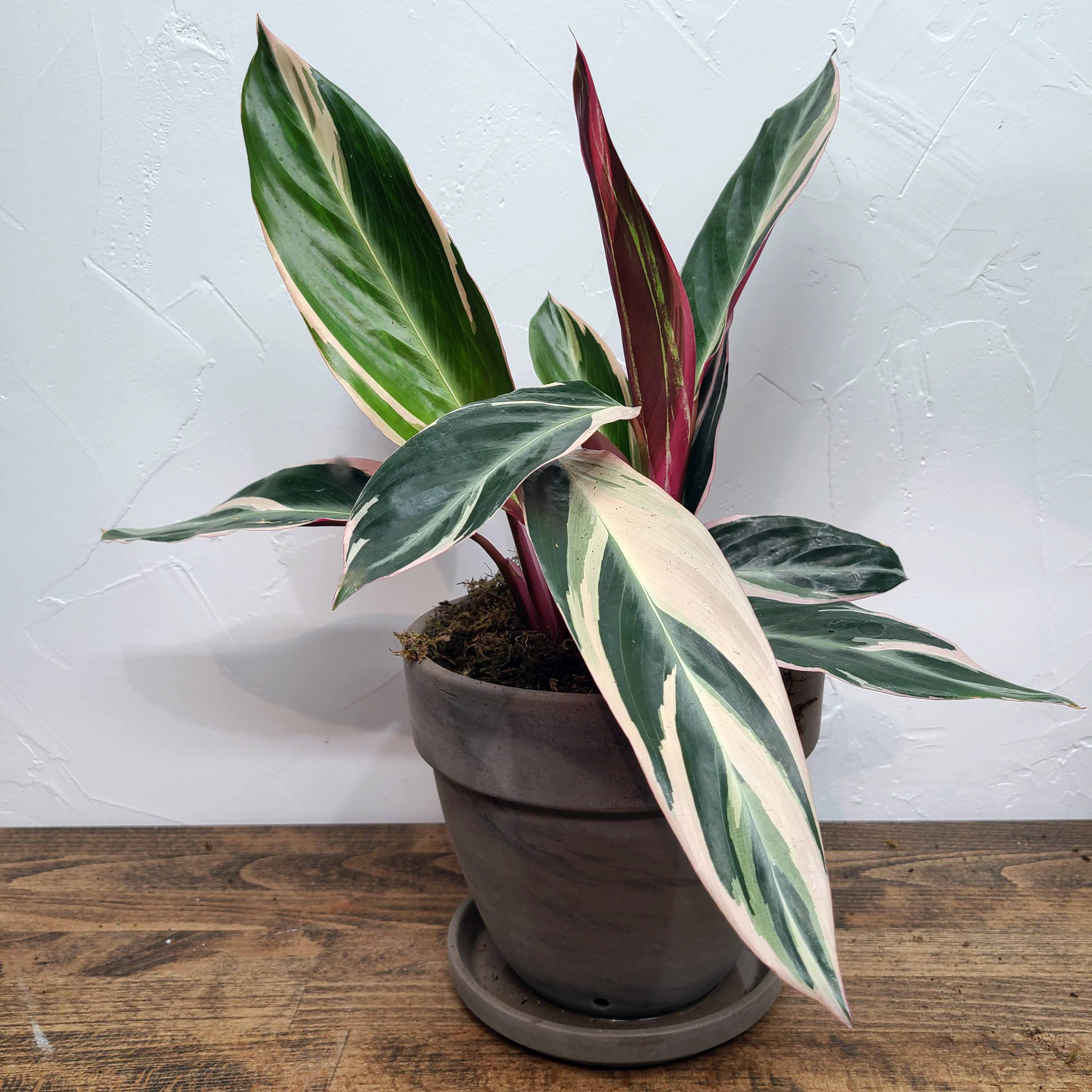 CLAUDE - TRIOSTAR STROMANTHE (CALATHEA FAMILY)