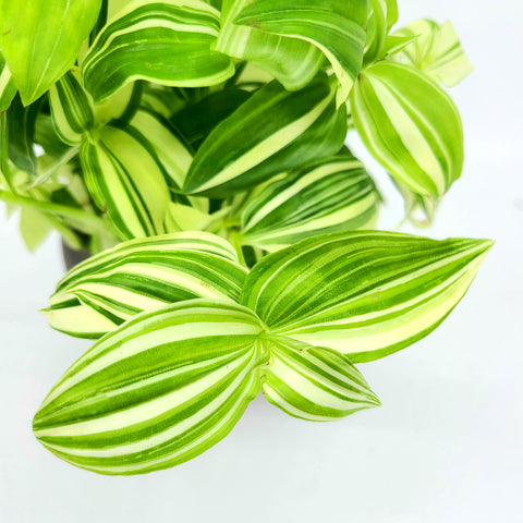 FINN - TRADESCANTIA FLUMENISIS - WHITE WANDERING DUDE