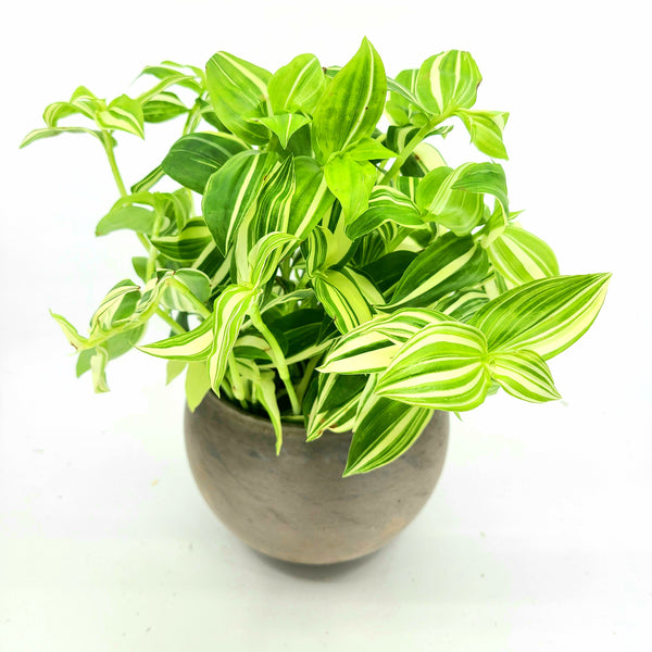 FINN - TRADESCANTIA FLUMENISIS - WHITE WANDERING DUDE