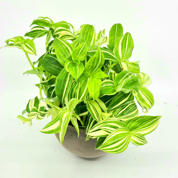 FINN - TRADESCANTIA FLUMENISIS - WHITE WANDERING DUDE