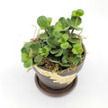 pepperomia hope, acorn pepperomia care
