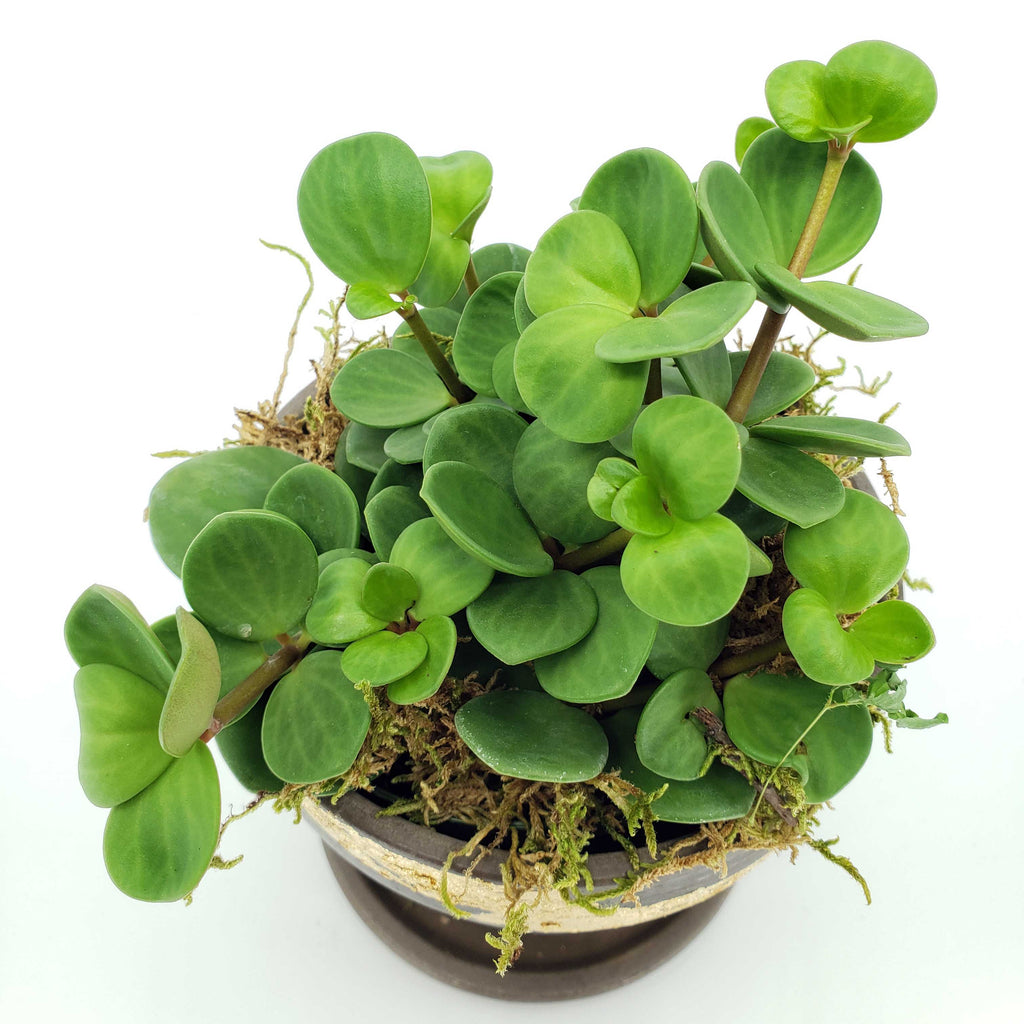 pepperomia hope, acorn pepperomia care