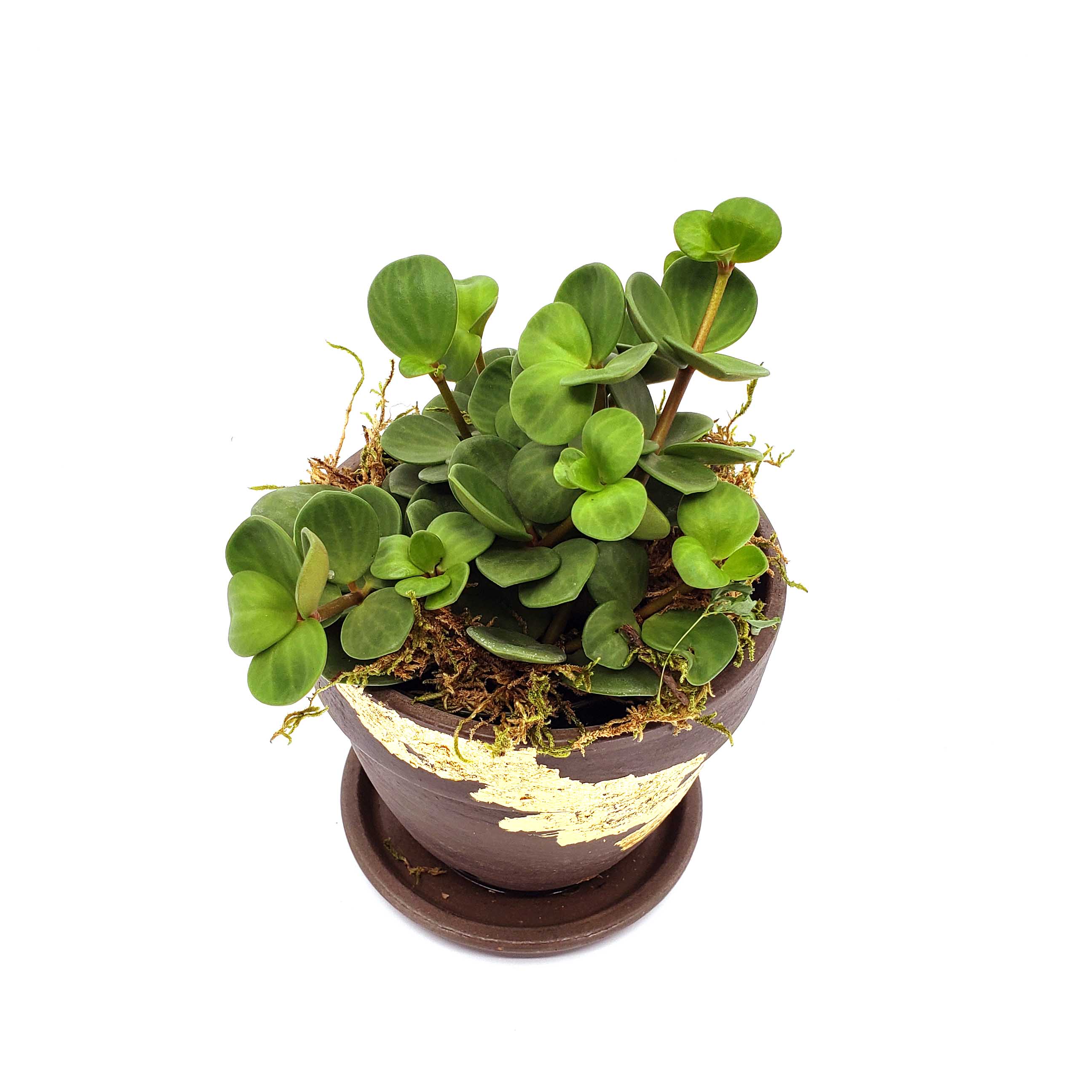 pepperomia hope, acorn pepperomia care