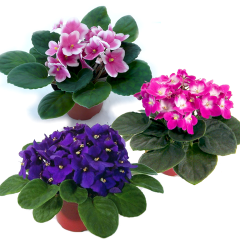 AFRICAN VIOLET BLOOMING PLANT