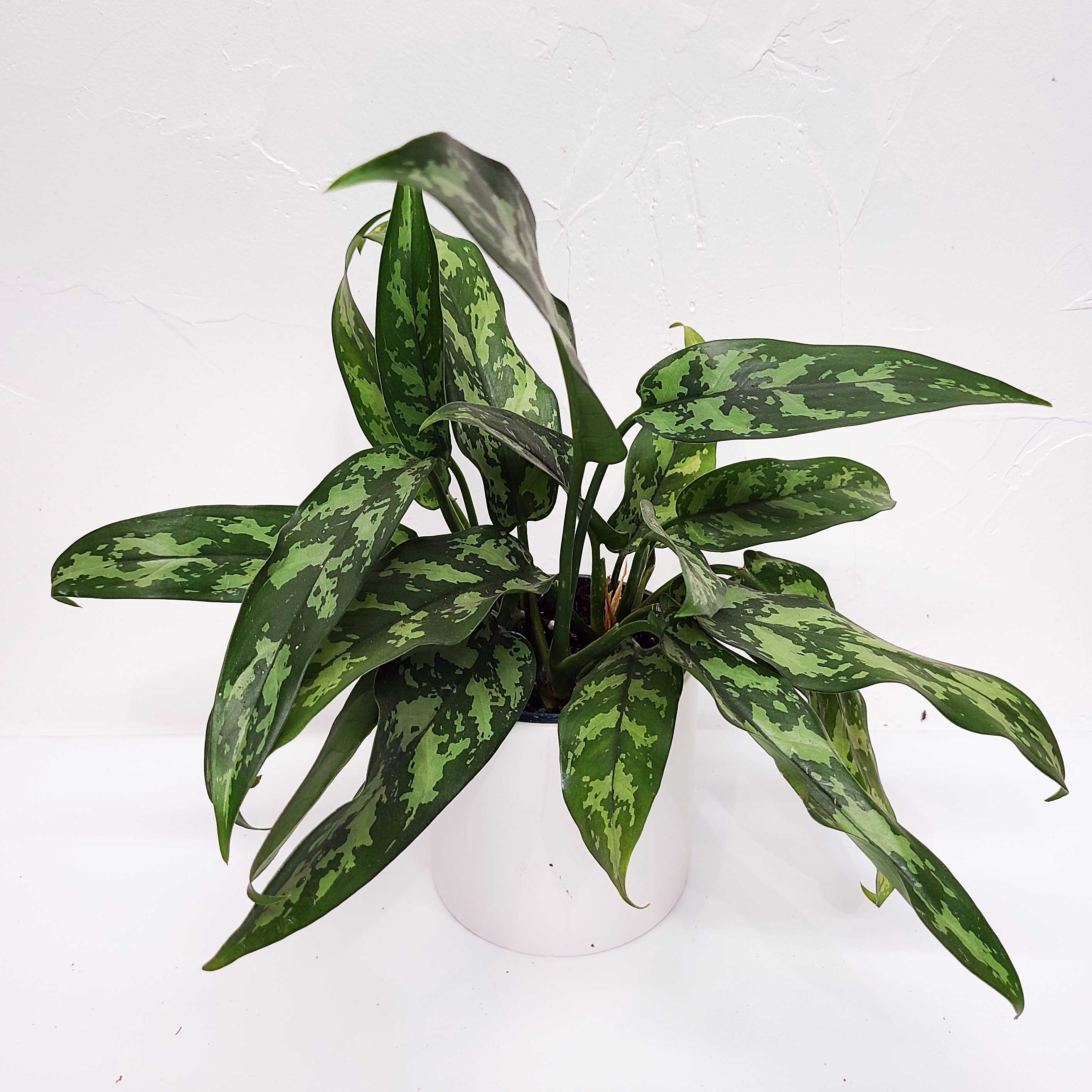 aglaonema maria to leggy MARIA - AGLAONEMA MARIA