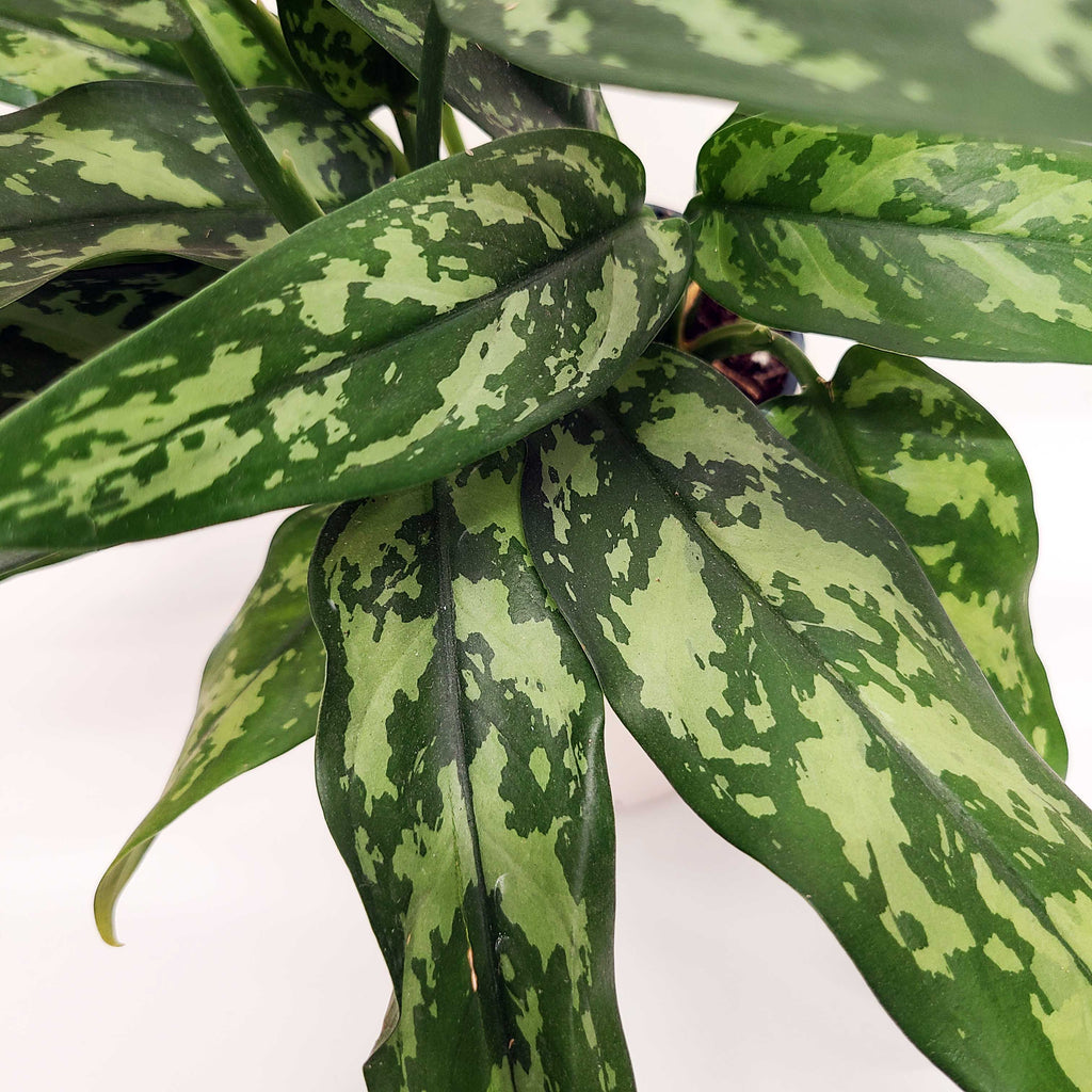 aglaonema emerald beauty maria MARIA - AGLAONEMA MARIA