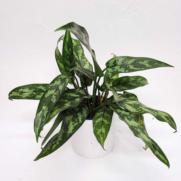 aglaonema maria denver plant delivery