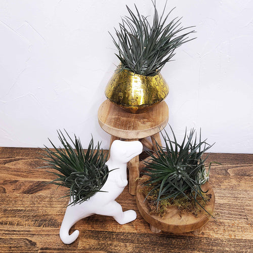 AIR PLANT - TILLANDSIA