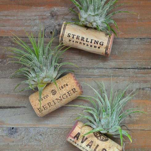 air plant garland AIR PLANT WEDDING FAVORS – Denver Plant Delivery