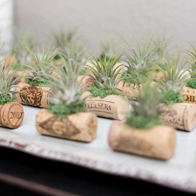 AIR PLANT WEDDING FAVORS