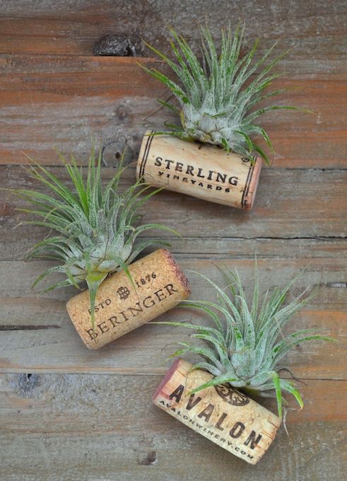 air plant magnet AIR PLANT WEDDING FAVORS – Denver Plant Delivery