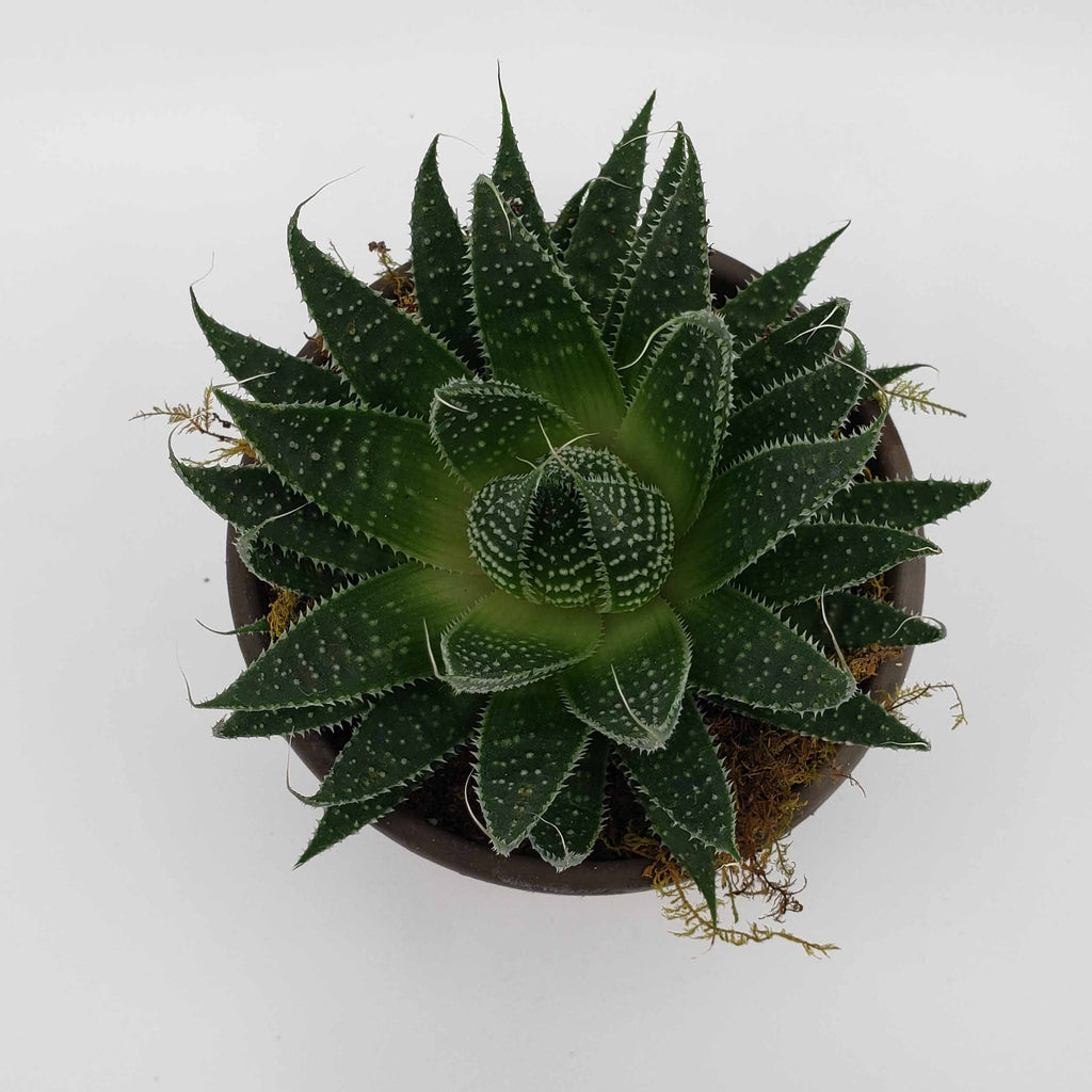 aloe aristata, delivery aloe plant denver