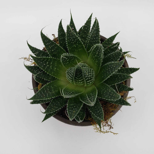 SCARLET - ALOE ARISTATA
