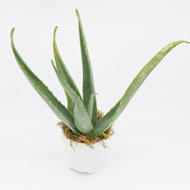 JACK - ALOE VERA PLANT