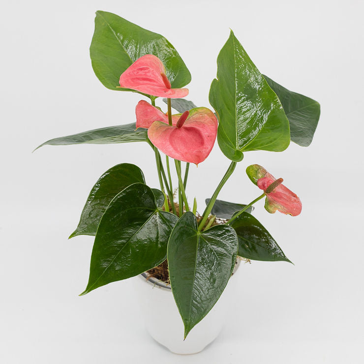 ADAM - FLOWERING ANTHURIUM