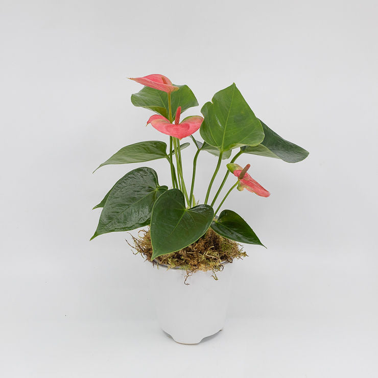 blooming anthurium ADAM