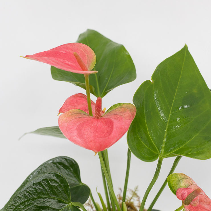 ADAM - FLOWERING ANTHURIUM