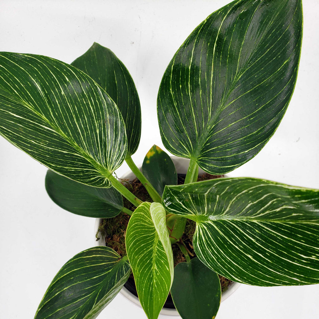 where to get philodendron birkin in denver