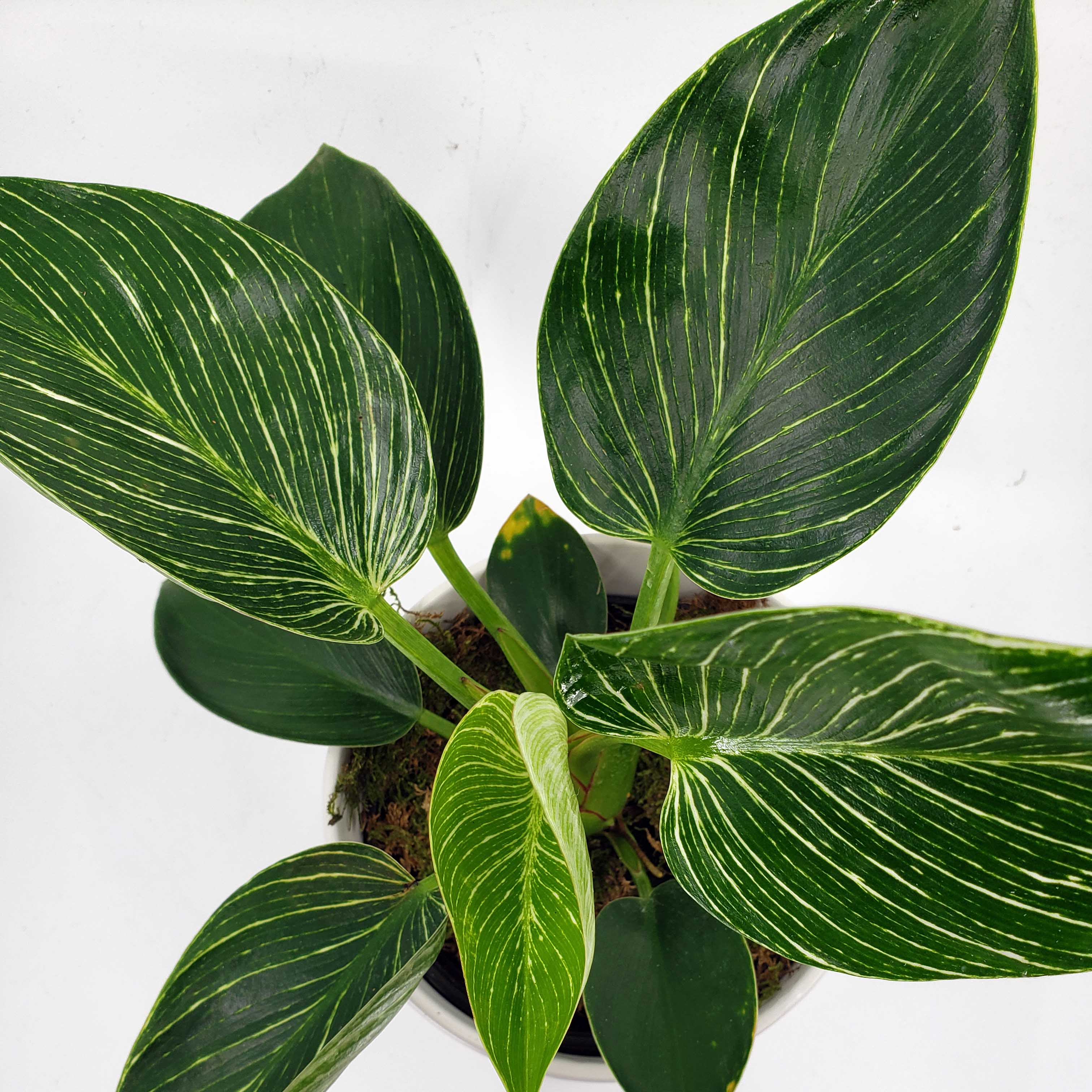 where to get philodendron birkin in denver