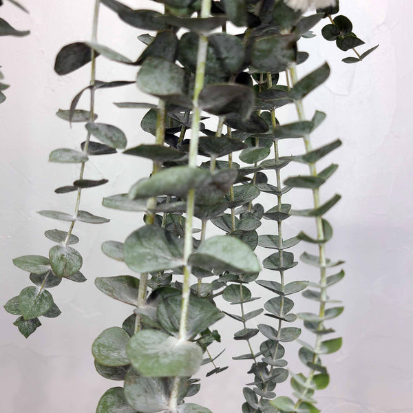 EUCALYPTUS SHOWER HANGING BUNCH