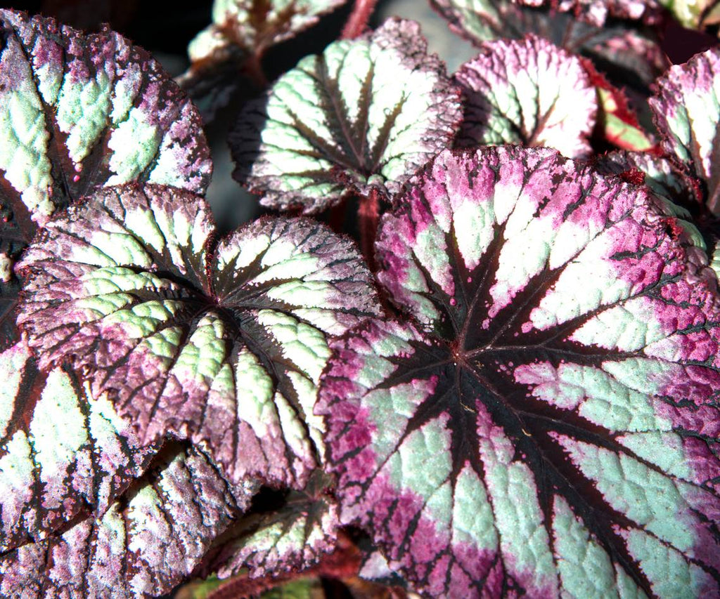 REX  - REX BEGONIA