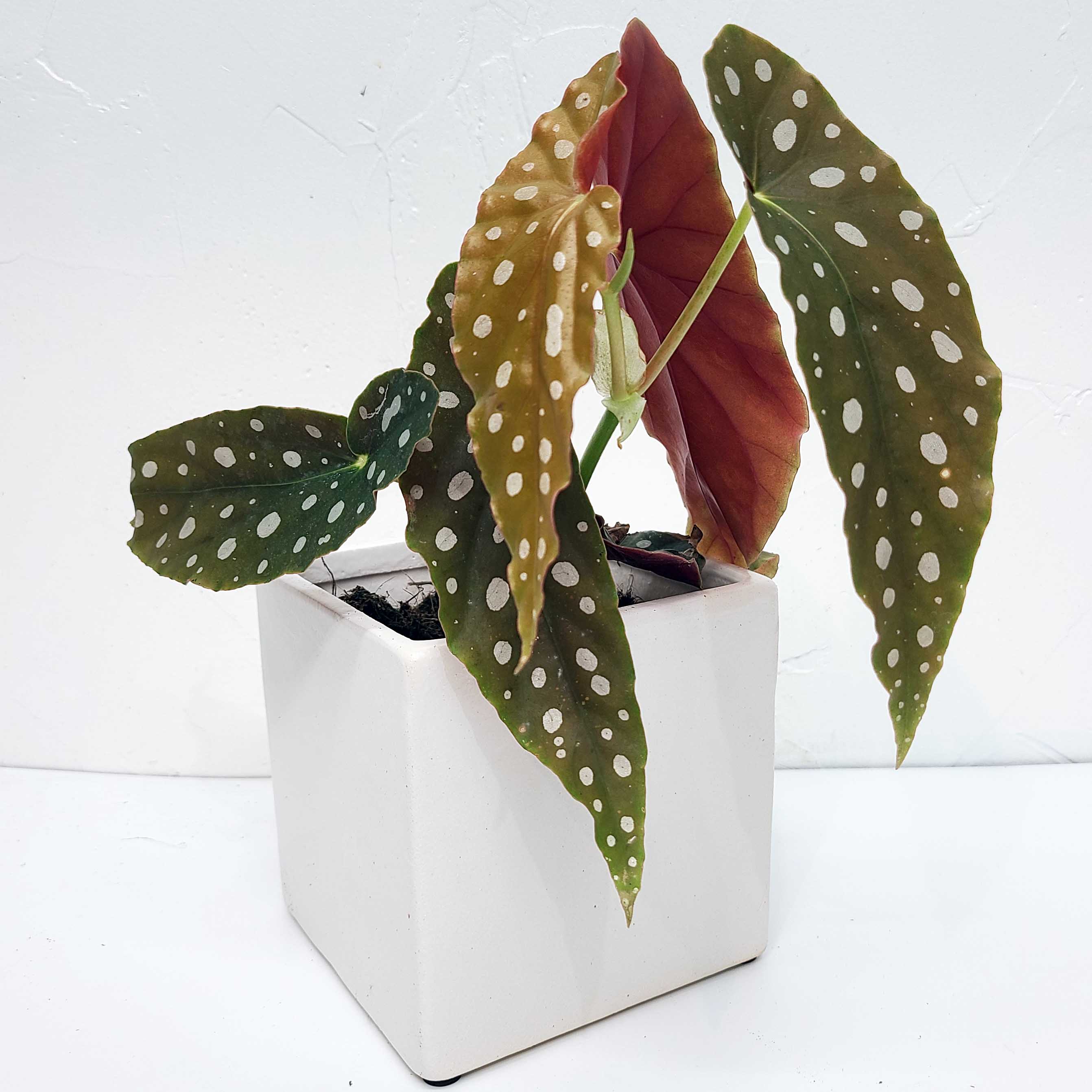 begonia maculata, angel wing begonia 