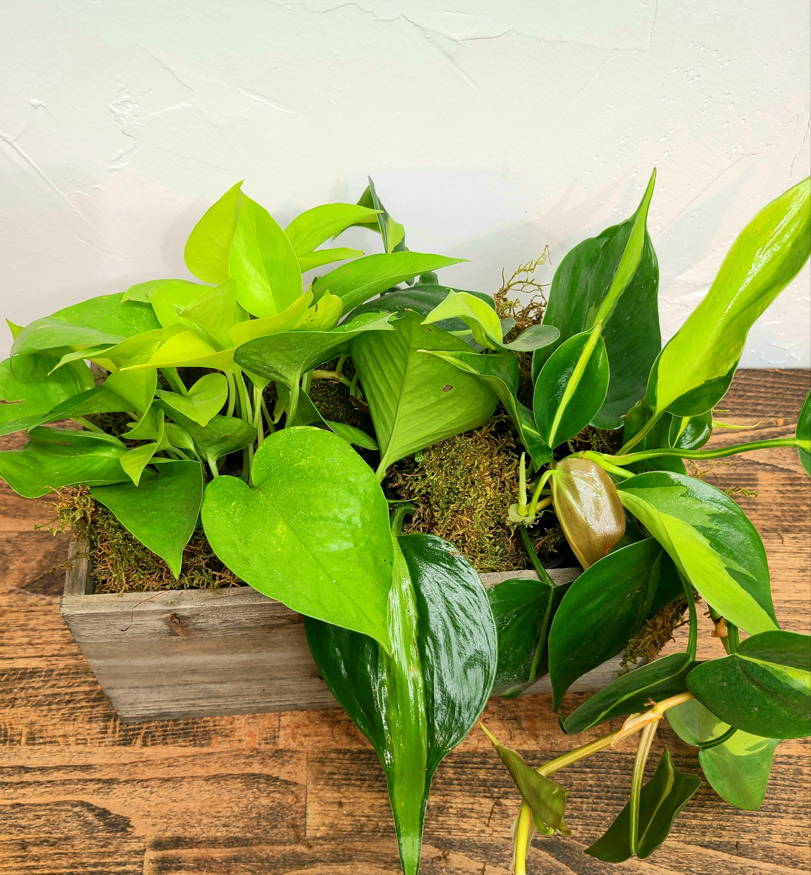 Holiday Centerpiece Box! Great Gift!