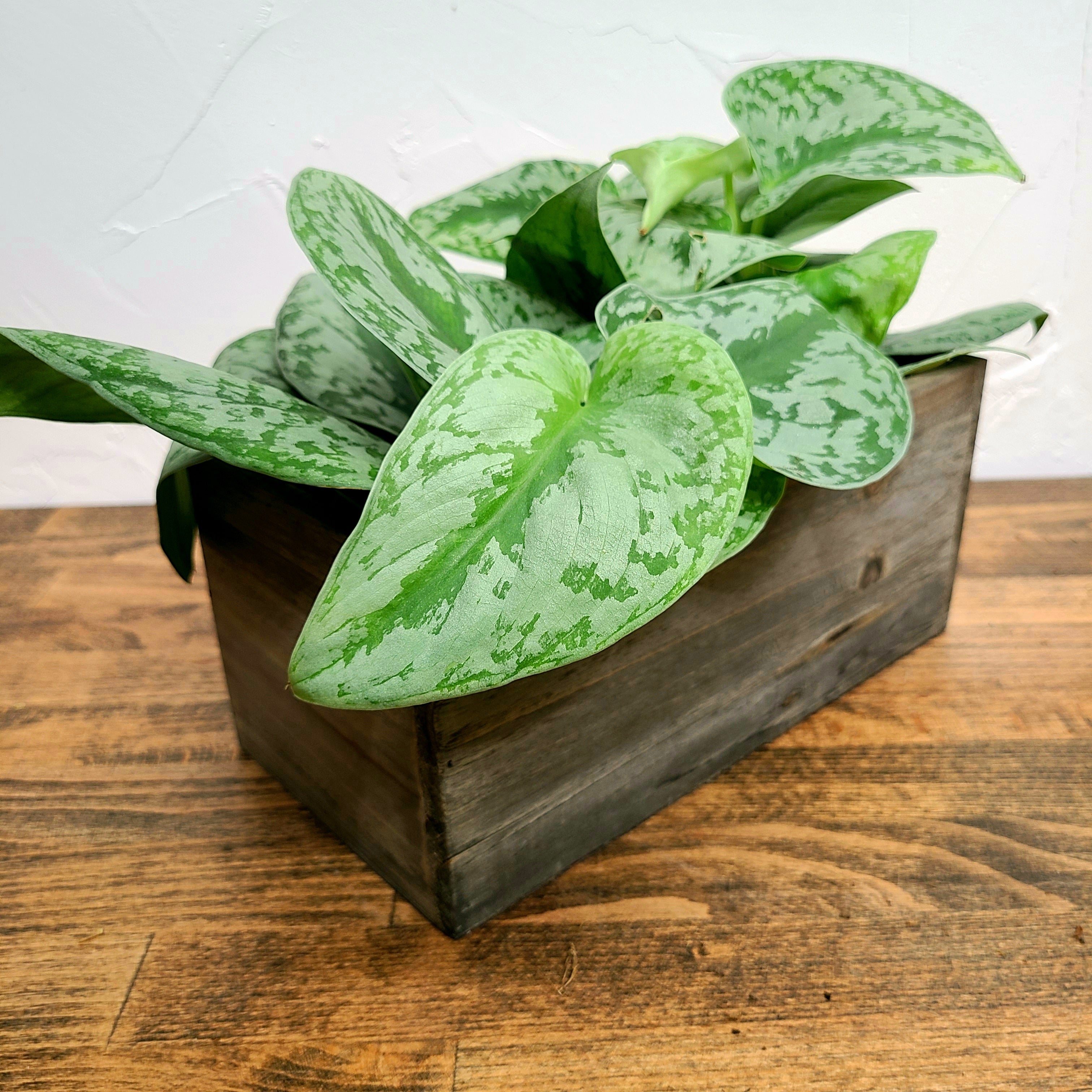 pothos centerpiece Holiday Centerpiece Box! Great Gift! – Denver Plant Delivery