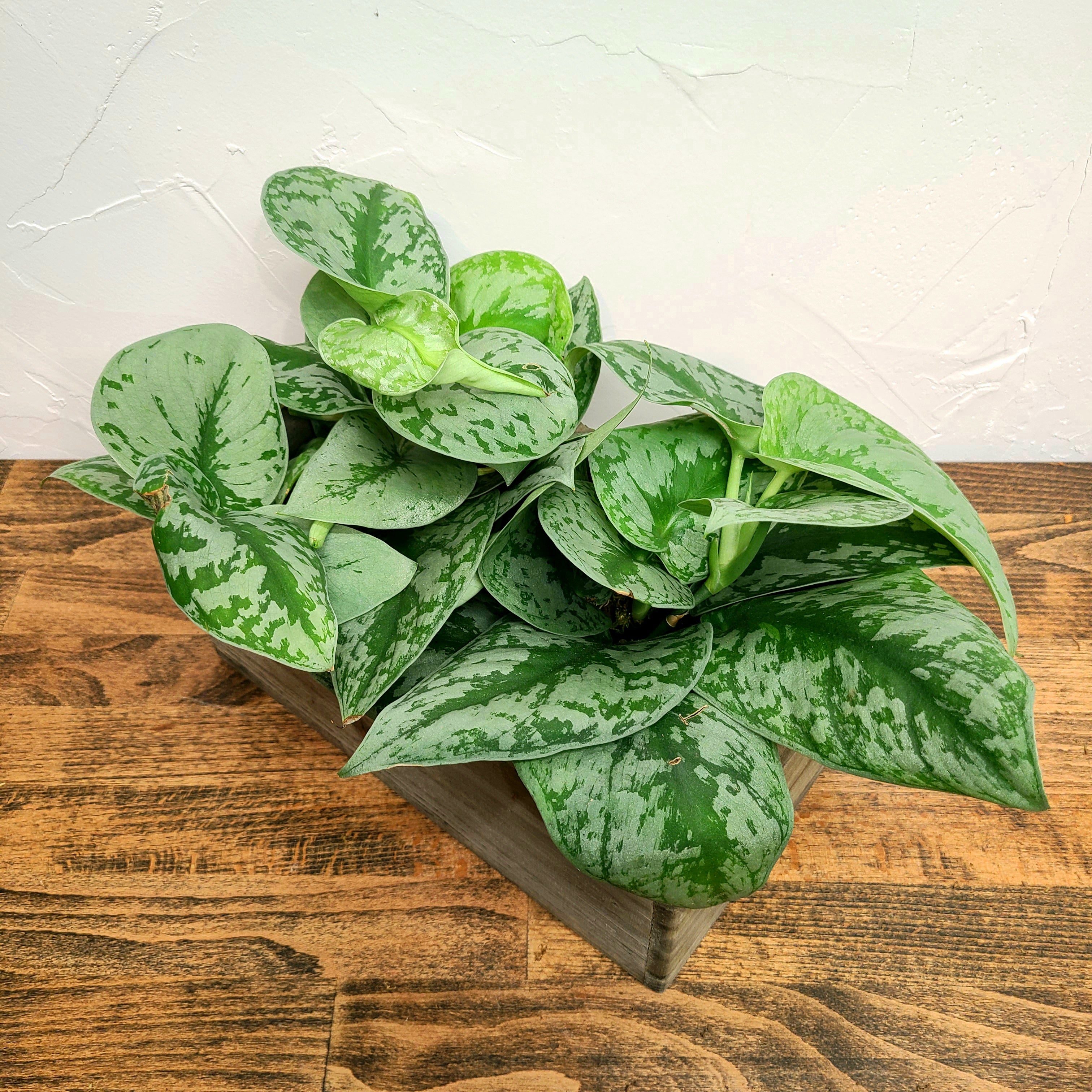 best centerpiece delivery denver thanksgiving